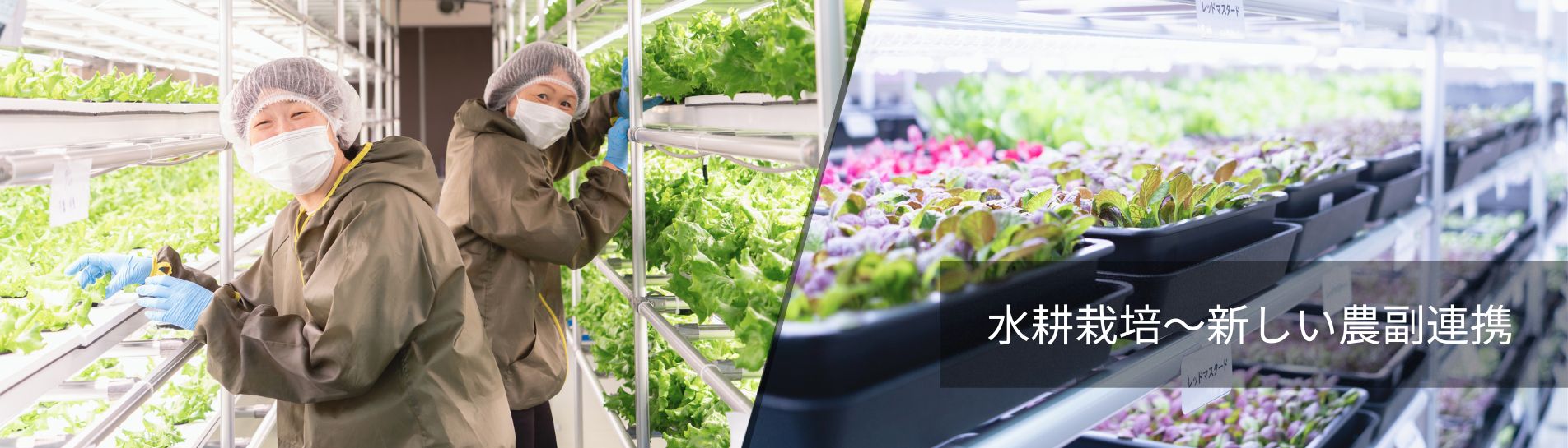 水耕栽培