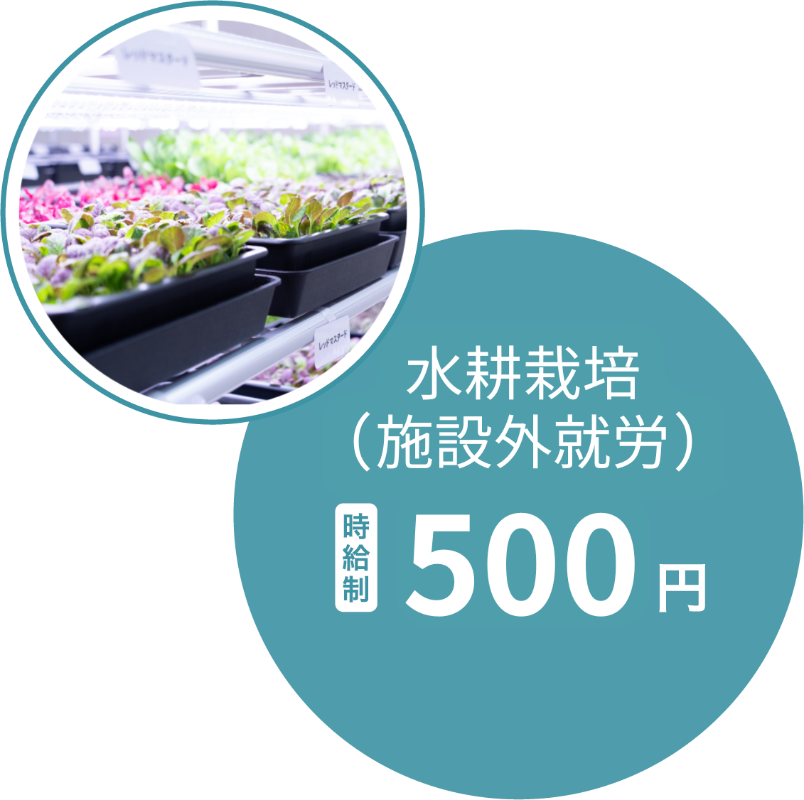 水耕栽培　時給500円